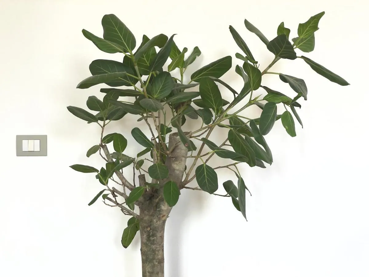 דירות Atelier Rimini 3 איטליה